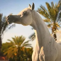 original sound - khayal7117329394124