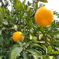 fruit5868