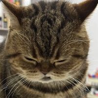 original sound - Pin