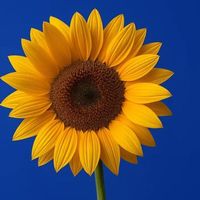 girasolnnh
