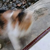 suara asli - LuthfiWP