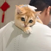 original sound - cutepetkm