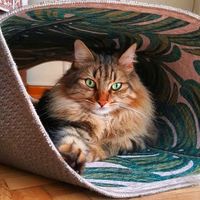 pprbckwrtr5