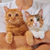 tsuna_cat