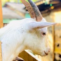 ar.goatfarm28