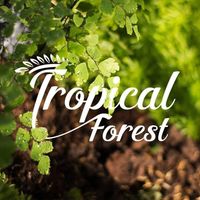 nhạc nền - Xưởng Cây Tropical Forest