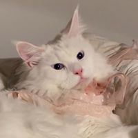 monriecatty