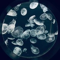 オリジナル楽曲 - 葉琉