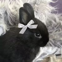 itsbonnielin