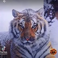 original sound - dmitrii_52rus