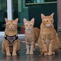 hanghang...cat