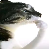 suara asli - EDOMC