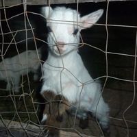 オリジナル楽曲 - 404tobi.plxxg