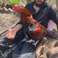 abdullahkhann006
