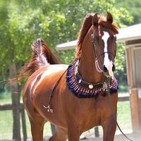 horsevideos39