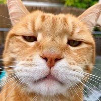 suara asli - DIYANZI AUDIO