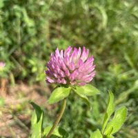 vincent_in_south_korea