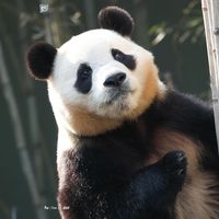 fubao_2201