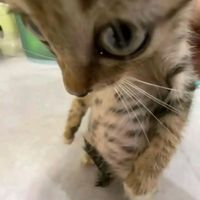 original sound - KYOTO??