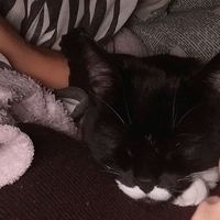 ratofrito_00