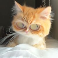 the_kittykittys