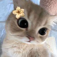 nuryyewa_o8