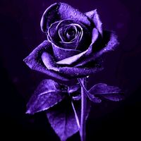 nkanyezi_dlamini6