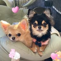 オリジナル楽曲 - Lulu&Lara