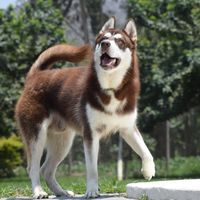 aioria.the.husky