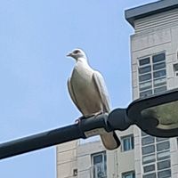 좋아요 일등 팔이랑 올하트 함