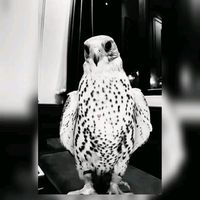 _9ama_