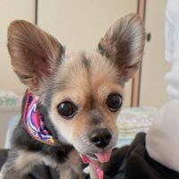 オリジナル楽曲 - ミニー🐶