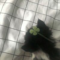 ._memikoluvcat