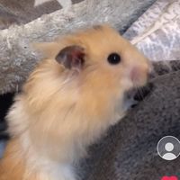 hamster_heimlich_
