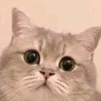 suara asli