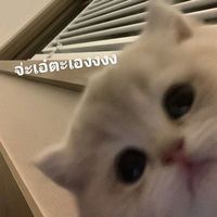 เสียงต้นฉบับ - อยากมีผู้ติดตาม1000