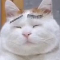 オリジナル楽曲 - ねこのきもち🍶🍢