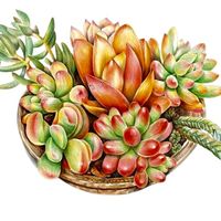 indoorplant.asia