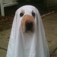 doggydog275
