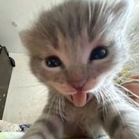 မူရင်းအသံ