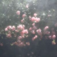 kanon_078