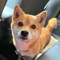 オリジナル楽曲 - お転婆 そら ちゃん