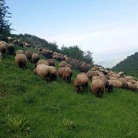 daglar_oglu_o65_tural