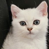 오리지널 사운드 - 레오