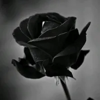 Someone you loved