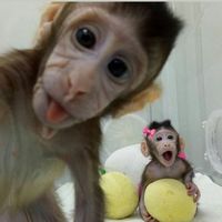 yglov__