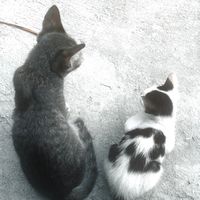 សំឡេងដើម - Sheele.