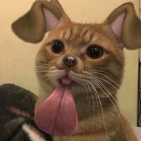 suara asli - nashronazizan