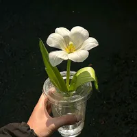 original sound - aye.nandar759