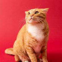 nekospo